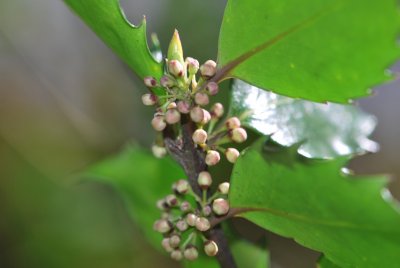 Ilex x meserveae 'Blue Princess ' -cesmína modrá 'Blue Princess ' - jarní větévka (2)